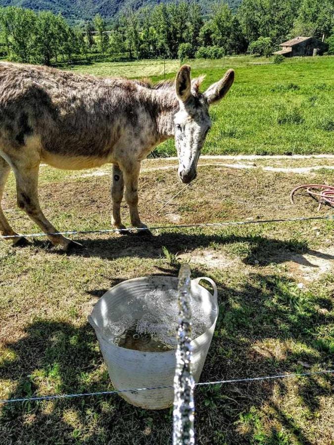 Mas Planella Casa Rural Mieres  Zewnętrze zdjęcie